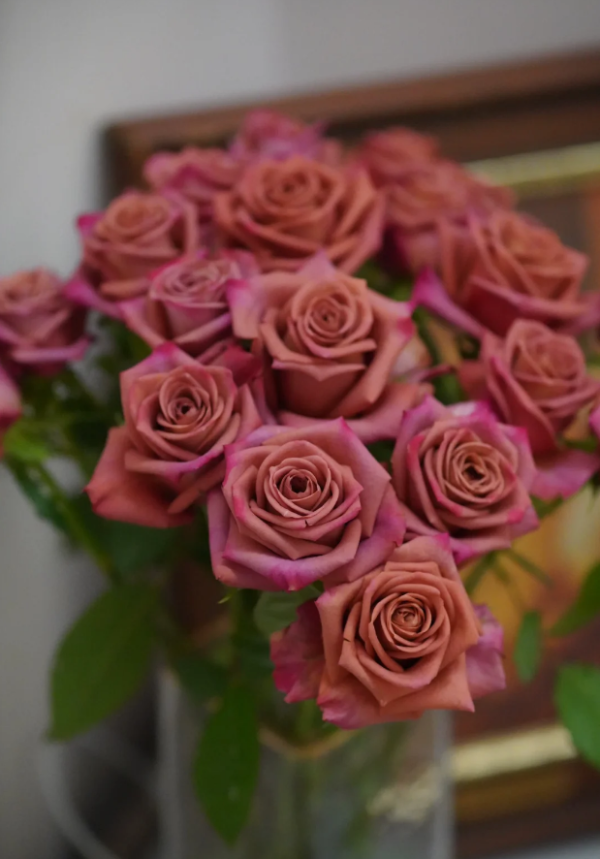 Barista Rose plant丨Your roses