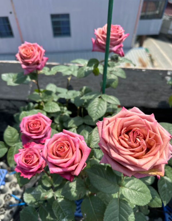 Barista Roses丨Your roses