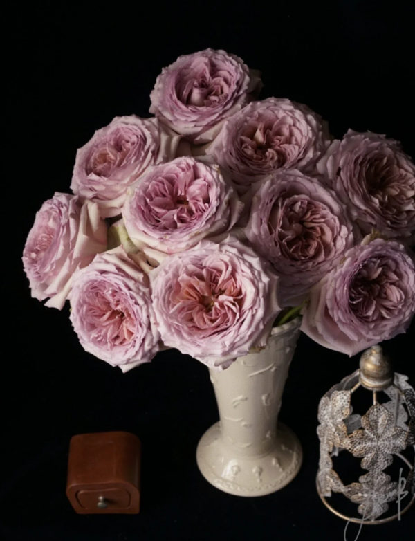 Beiley Rose丨Your roses