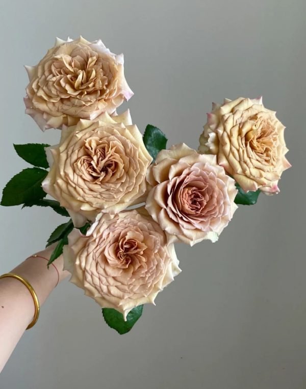 Beiley Roses丨Your roses