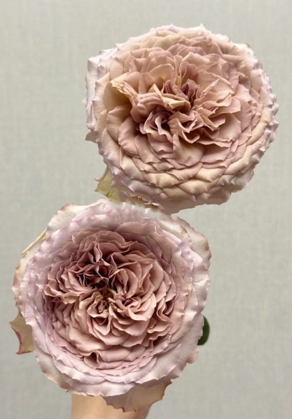 Beiley Rose plant丨Your roses