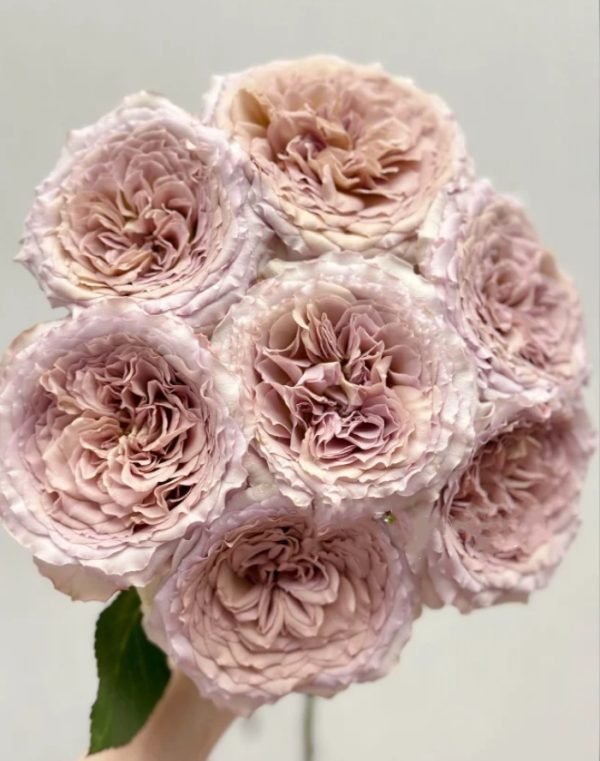 Beiley Rose丨Your roses