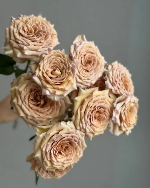 Beiley Rose for sale丨Your roses