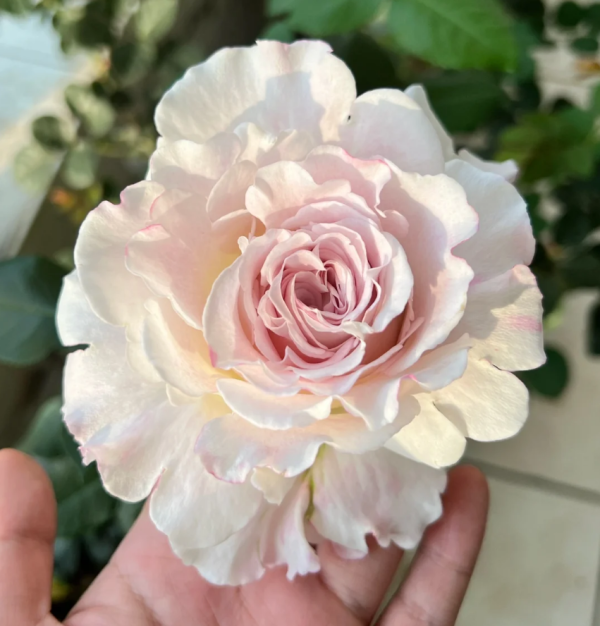 Bella Linda Fairy Rose丨Your roses