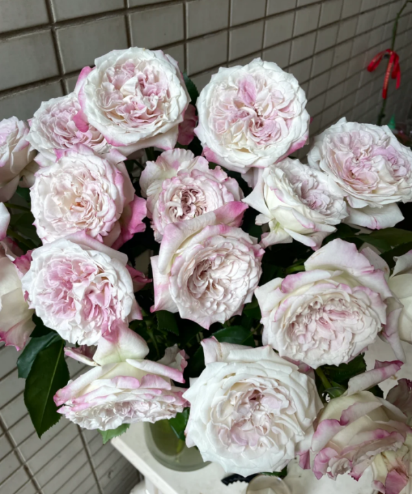 Bella Linda Fairy Rose plant丨Your roses