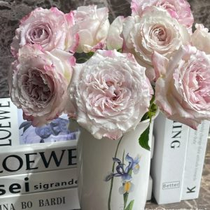 Bella Linda Fairy Rose丨Your roses