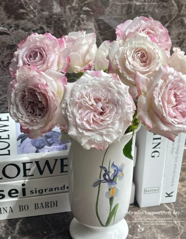 Bella Linda Fairy Rose丨Your roses