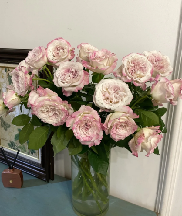 Bella Linda Fairy Rose for sale丨Your roses