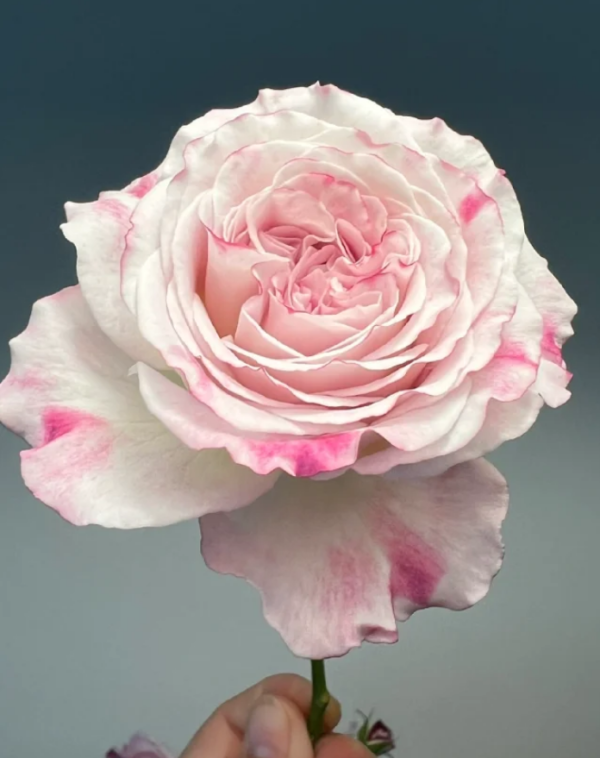 Bella Linda Fairy Roses丨Your roses