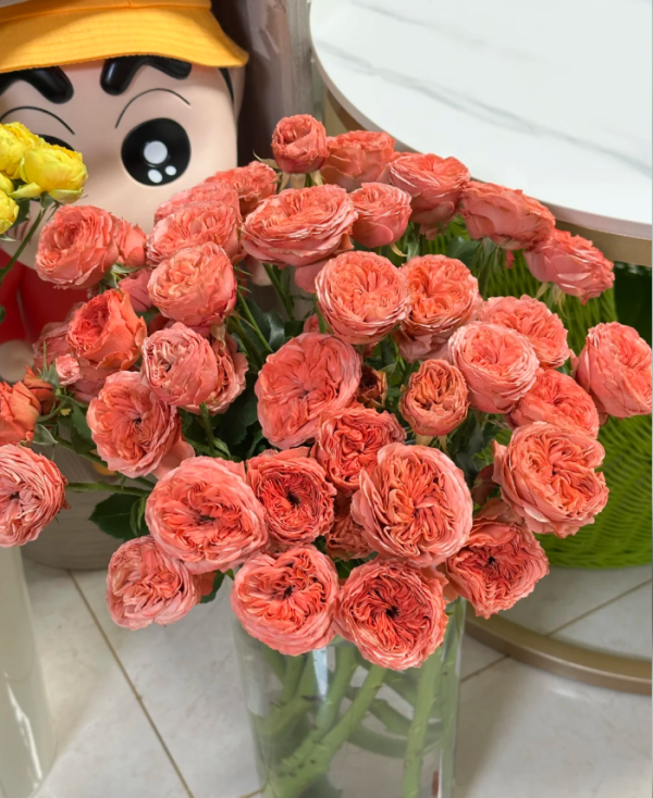 Rose Bella Trendsetter丨Your roses