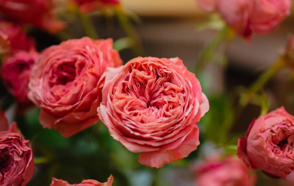 Bella Trendsetter Roses丨Your roses