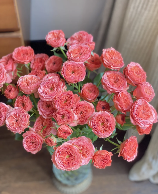 Bella Trendsetter Rose plant丨Your roses