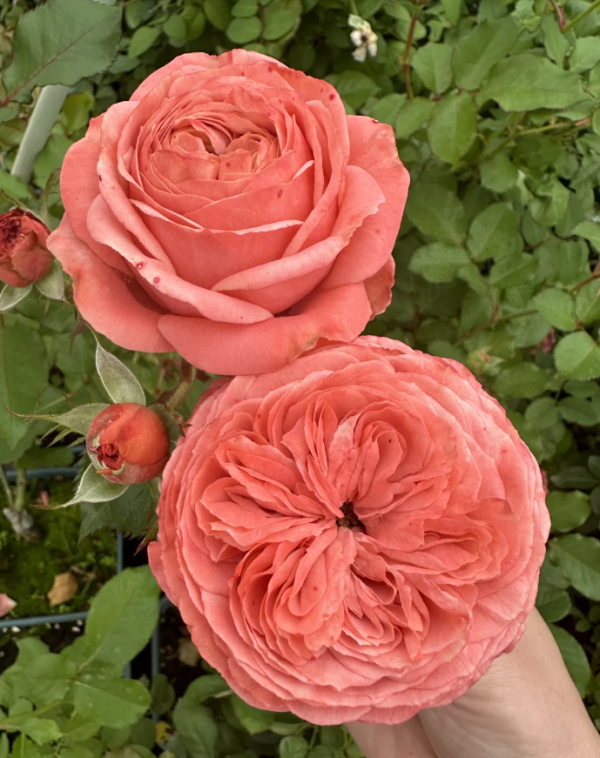 Bella Trendsetter Rose for sale丨Your roses