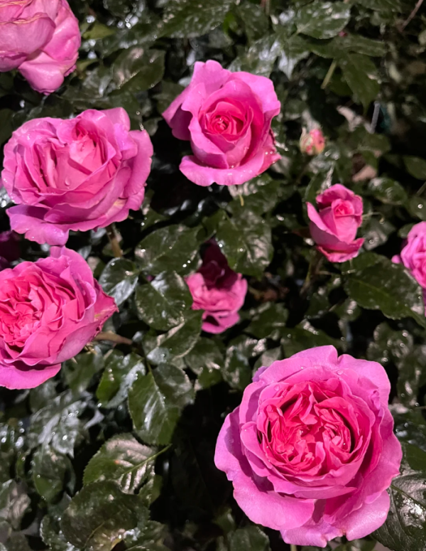 SAUvachild Rose丨Your roses