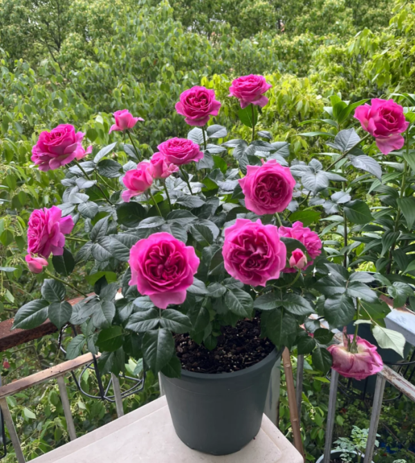 Bernadette Lafont Rose plant丨Your roses