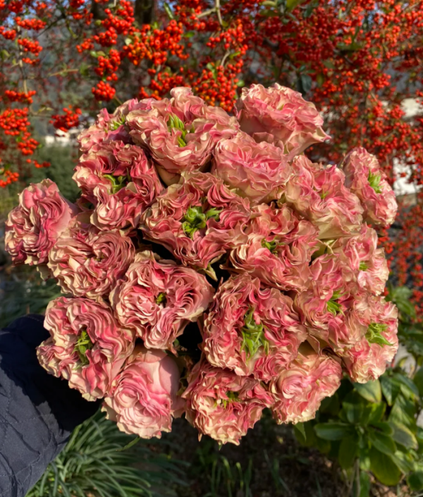 Bourbon Street Rose plant丨Your roses