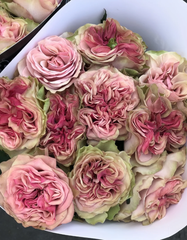 Bourbon Street Rose丨Your roses