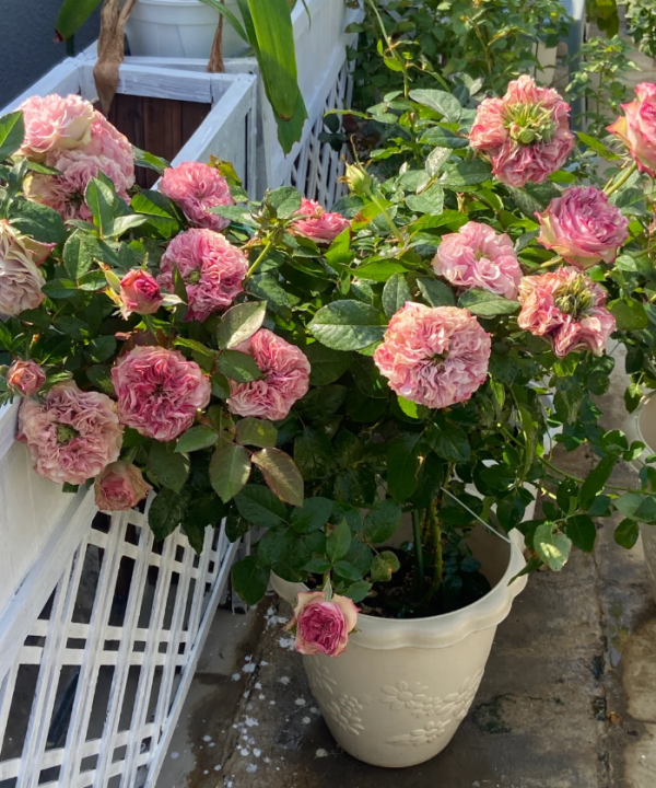 Rose Bourbon Street丨Your roses