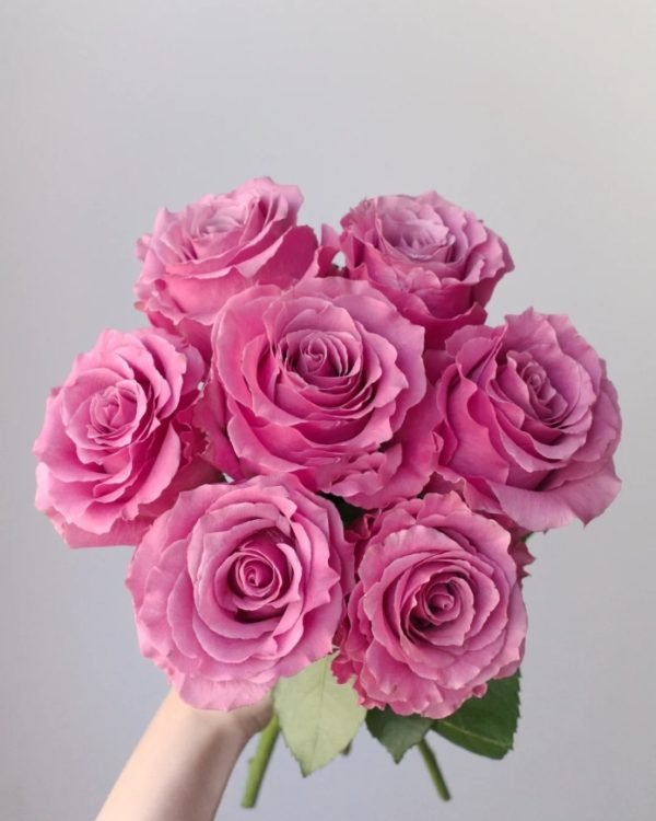 Breathless Rose for sale丨Your roses