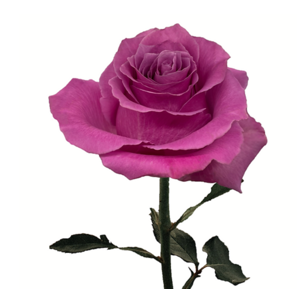 Breathless Roses丨Your roses