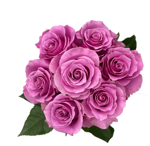 Breathless Rose丨Your roses