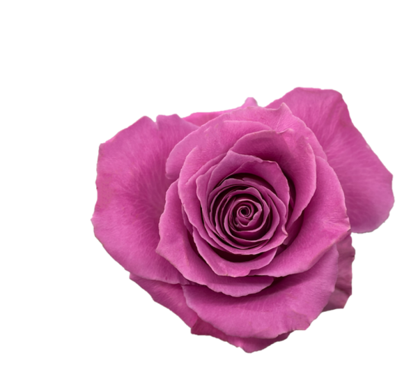 Breathless Rose plant丨Your roses