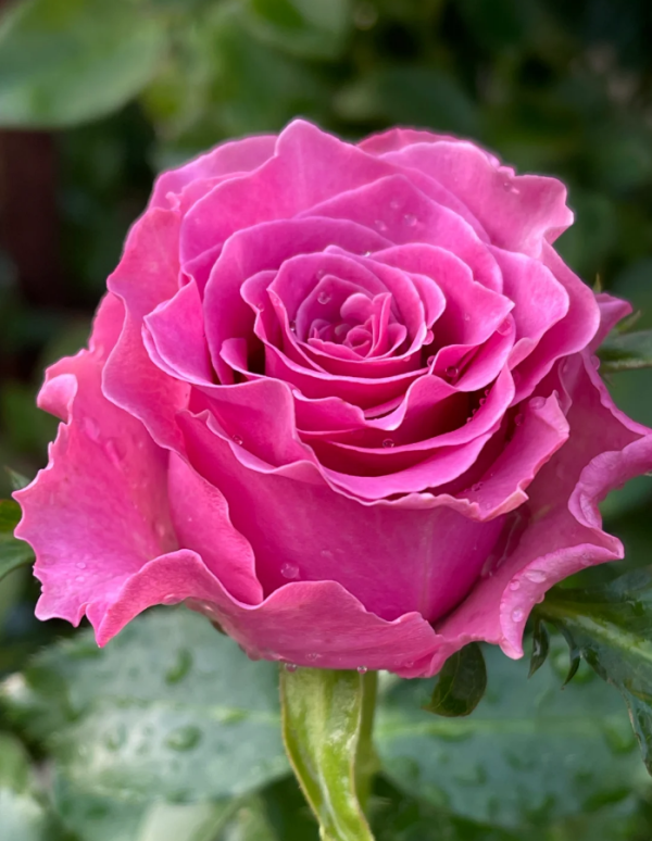 Breathless Rose丨Your roses