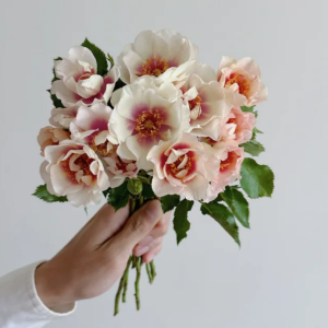 Bull's Eye Rose丨Your roses