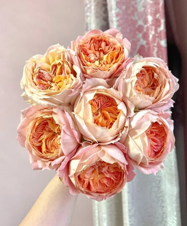 Rose Candy Antique丨Your roses