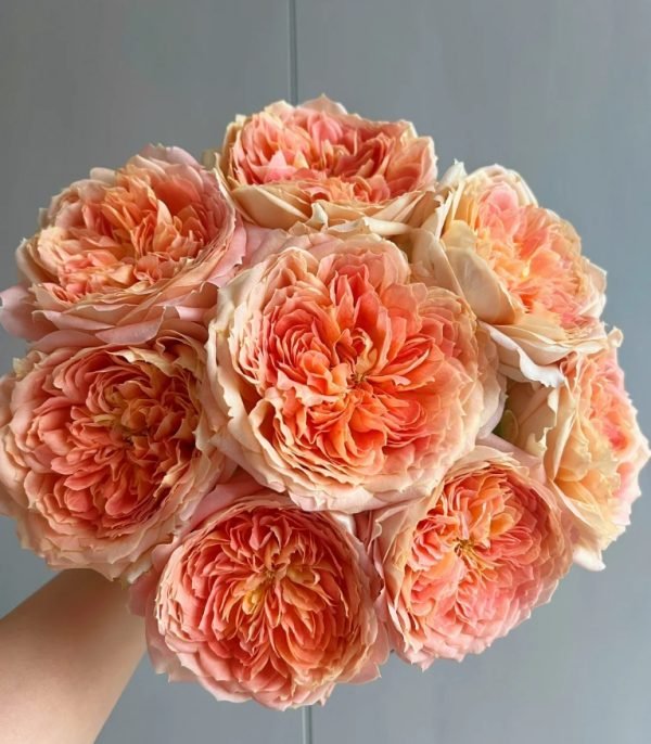 Candy Antique Rose丨Your roses