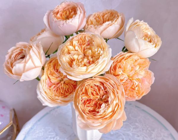Candy Antique Rose plant丨Your roses
