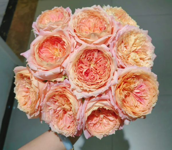 Candy Antique Roses丨Your roses