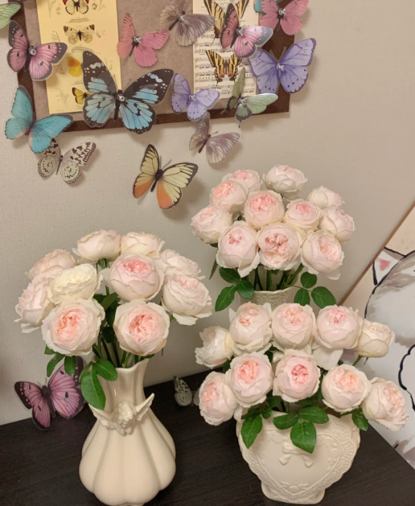 Cocotte Roses丨Your roses