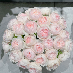Cocotte Rose丨Your roses