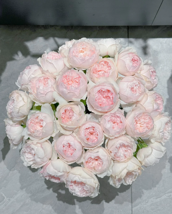 Cocotte Rose丨Your roses