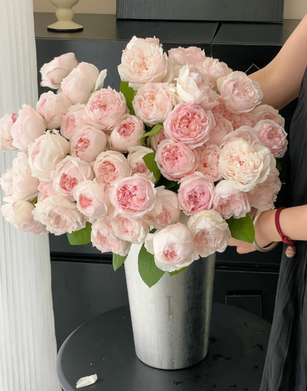 Cocotte Rose Plant丨Your roses