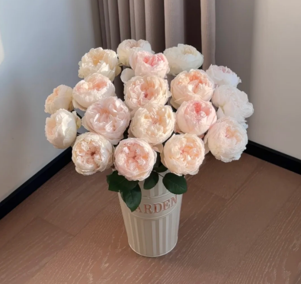 Rose Cocotte丨Your roses