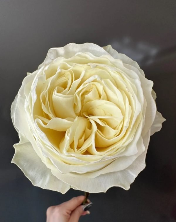 Coldplay Rose plant丨Your roses