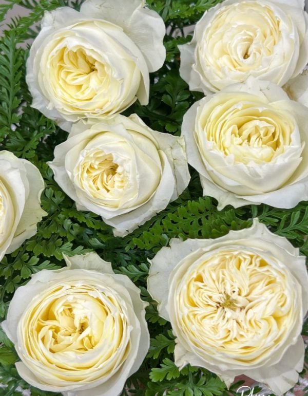 Coldplay Rose 丨Your roses