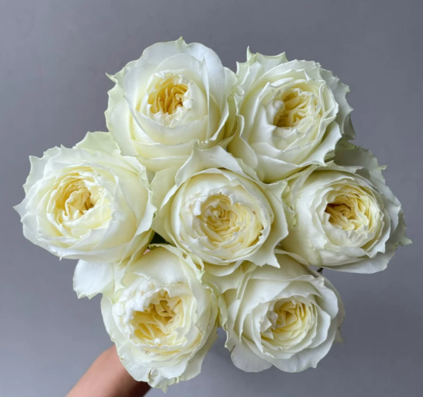 Coldplay Rose 丨Your roses