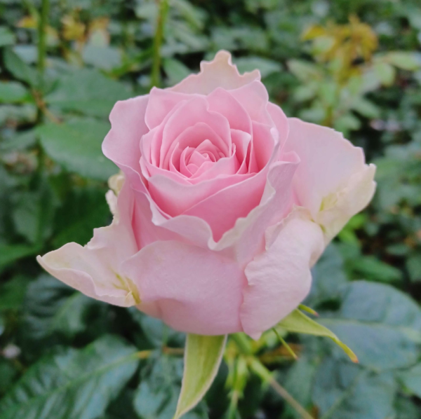 Country Peonia Rose plant丨Your roses