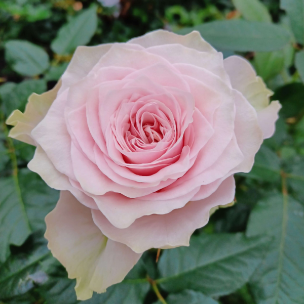 Country Spirit Peonia Rose plant丨Your roses