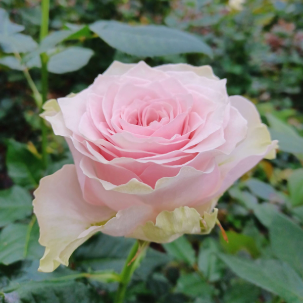 Country Spirit Peonia Rose丨Your roses