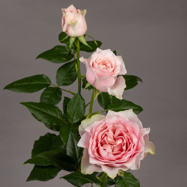 Country Peonia Rose丨Your roses