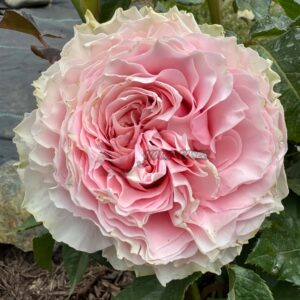 Country Spirit Peonia Rose丨Your roses