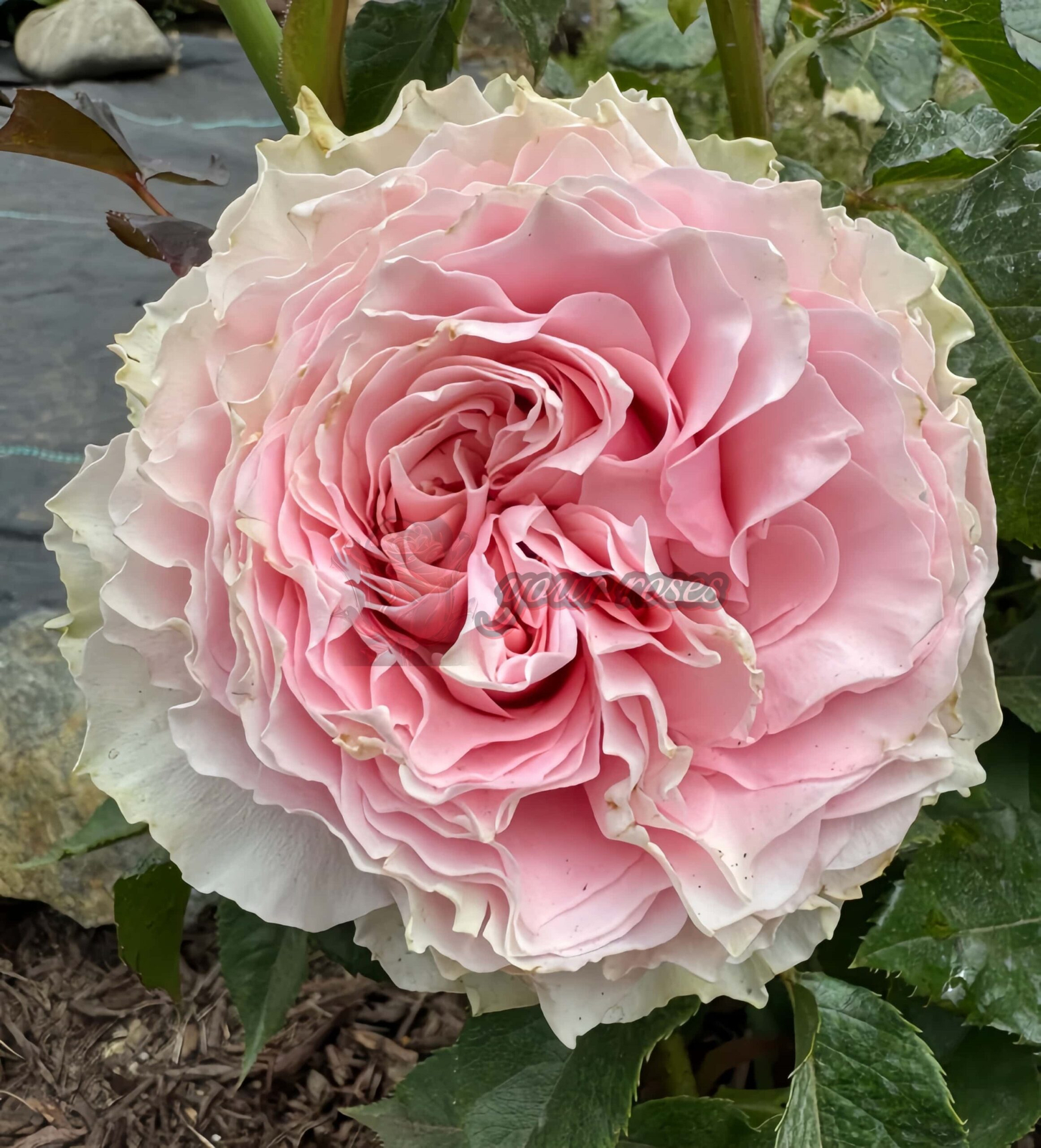 Country Spirit Peonia Rose丨Your roses