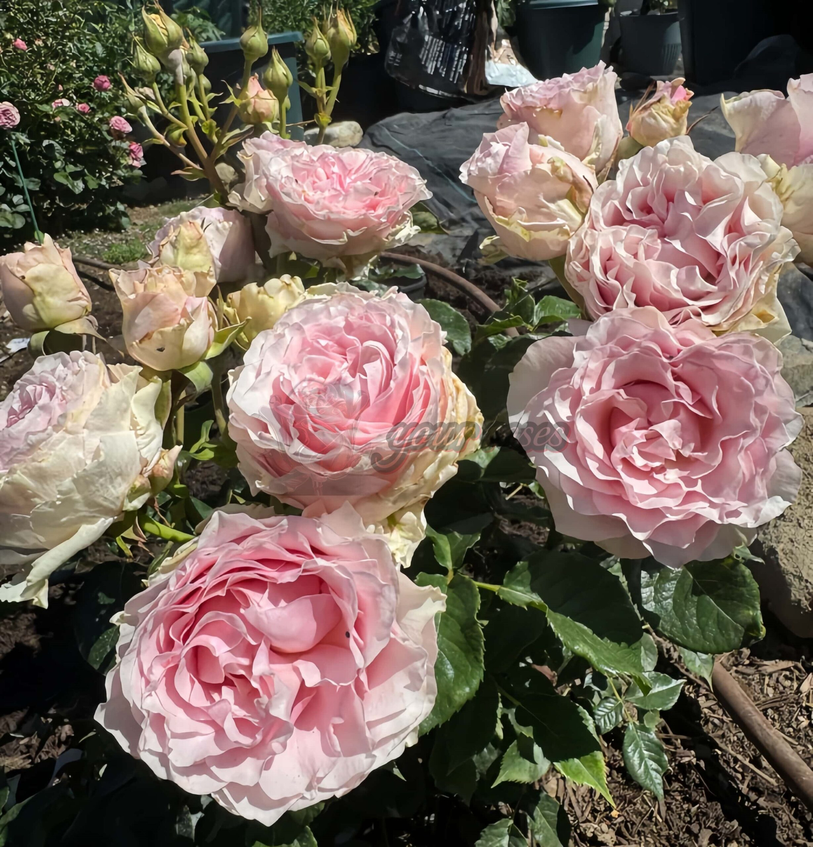 Country Spirit Peonia Rose for sale丨Your roses