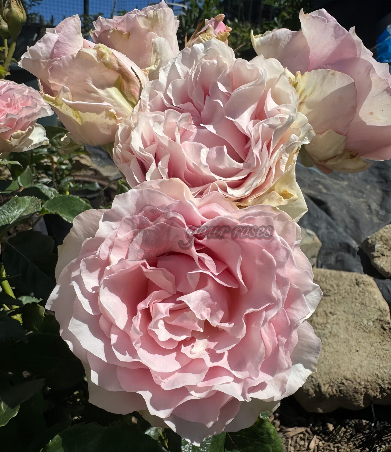 Country Spirit Peonia Rose plant丨Your roses