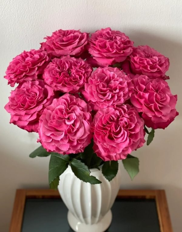 Country Spirit Blue Rose plant丨Your roses
