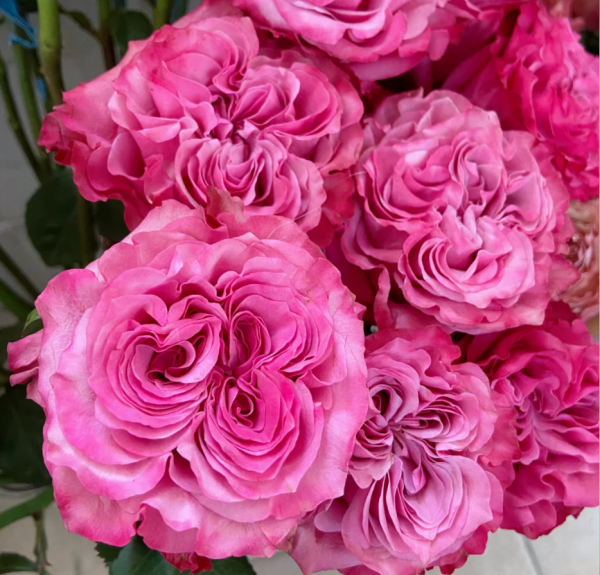 Country Spirit Blue Roses丨Your roses